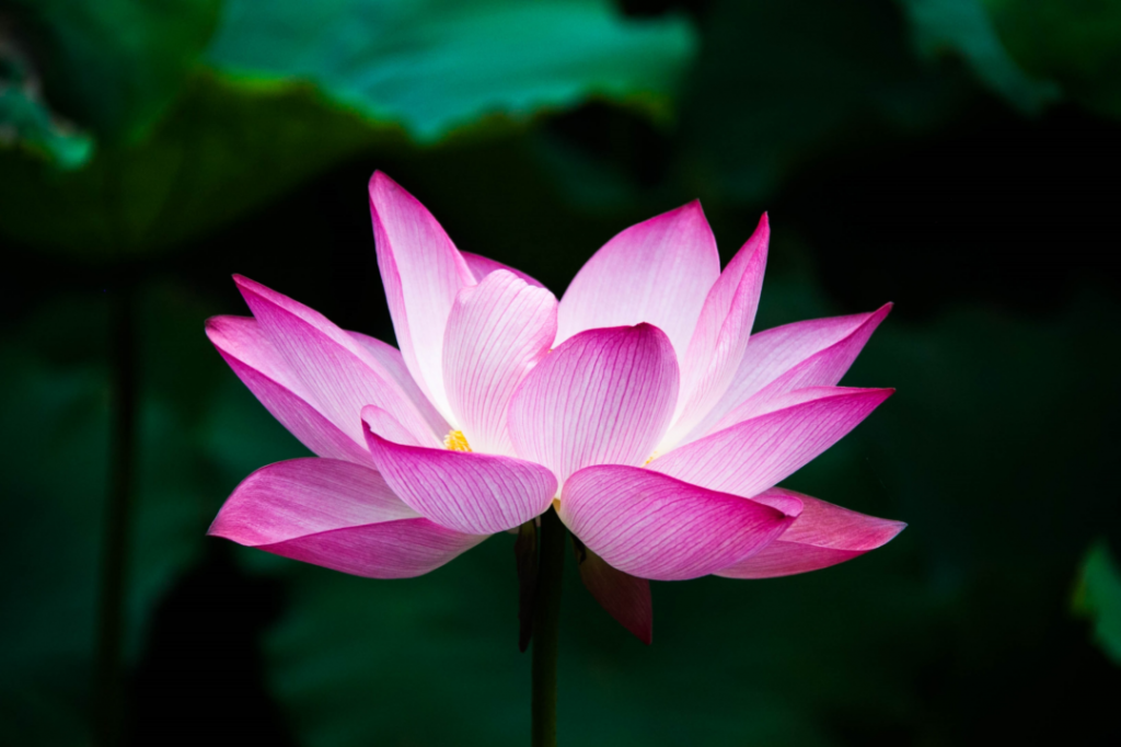 080E1317-EDCD-48EF-B6E6-44971BB28812.png